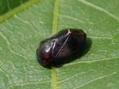 Penthimia nigra