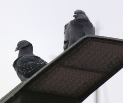 Columba livia domestica