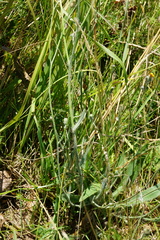 Pilosella rothiana