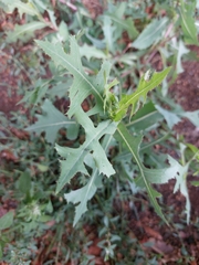 Lactuca serriola