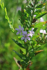 Lythrum alatum lanceolatum