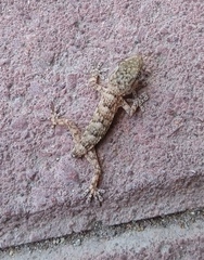 Tarentola mauritanica