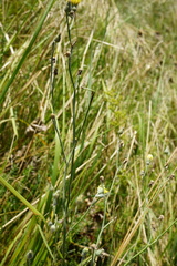 Pilosella rothiana