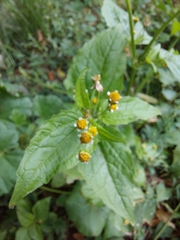 Galinsoga parviflora