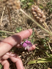 Ononis spinosa procurrens