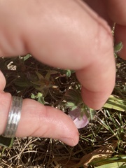 Ononis spinosa procurrens