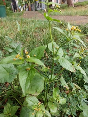 Galinsoga parviflora
