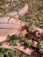 Ononis spinosa procurrens