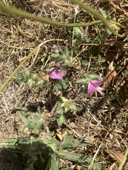 Ononis spinosa procurrens