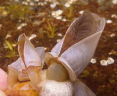 Dosima fascicularis