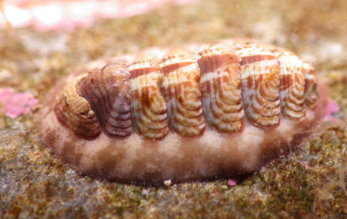 Mottled Red Chiton