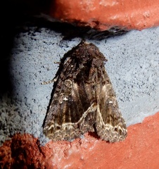 Condicinae
