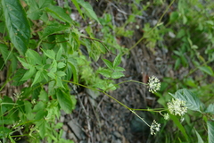 Aralia hispida