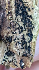 Hysterium angustatum