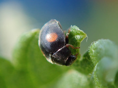 Scymnus frontalis