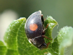 Scymnus frontalis