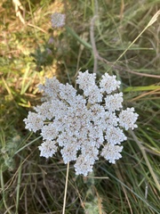 Daucus carota