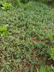 Lampranthus sociorum