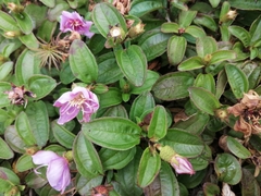 Melastoma dodecandrum