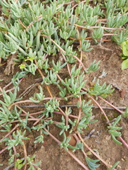 Lampranthus sociorum