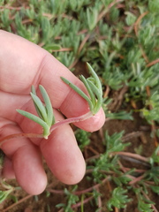 Lampranthus sociorum