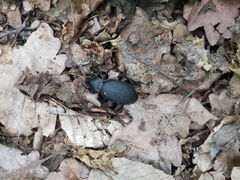 Carabus coriaceus