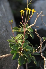 Senecio brachypodus