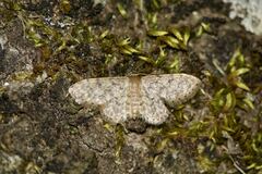 Idaea blaesii