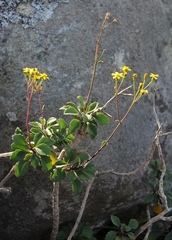 Senecio brachypodus