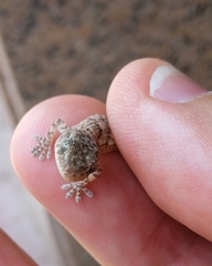 Tarentola mauritanica