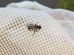 Thecophora propinqua