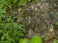 Adenophora divaricata