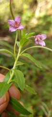 Epilobium denticulatum