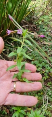 Epilobium denticulatum