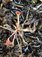 Drosera capillaris