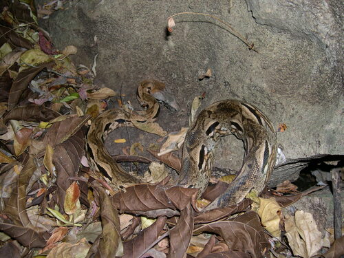 Photo of a Madagascar Boa (Acrantophis madagascariensis)