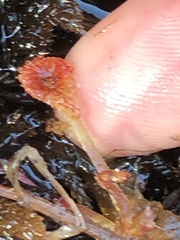Drosera capillaris