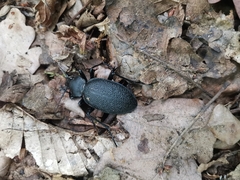Carabus coriaceus