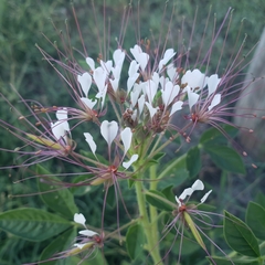 Cleome gynandra