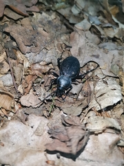Carabus coriaceus