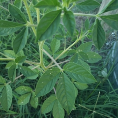 Cleome gynandra