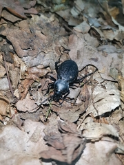 Carabus coriaceus