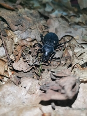 Carabus coriaceus