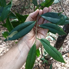Ternstroemia gymnanthera