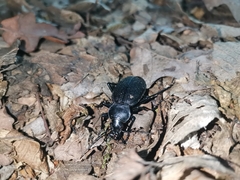 Carabus coriaceus