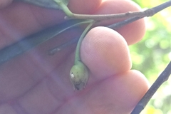 Ternstroemia gymnanthera