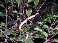 Langaha madagascariensis