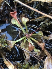 Drosera intermedia