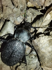Carabus coriaceus