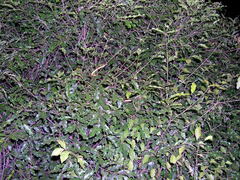 Langaha madagascariensis